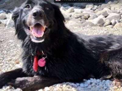 Χάθηκε μαύρος σκύλος θηλυκός Άτμα Άνδρος Σκύλος- Άνδρος