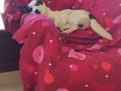 Χάθηκε σκύλος μικρόσωμος Χαμολιά Μαρκόπουλο