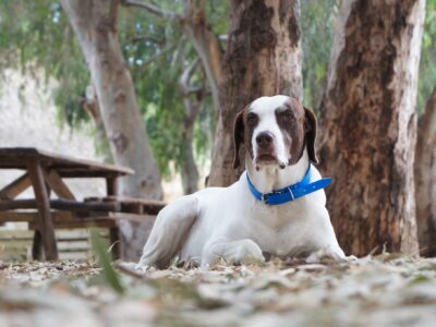 Χάθηκε σκύλος Σίβα περιοχή Γκυζη Κατοικίδιο-Ζώο-Χαθηκε- Αθήνα