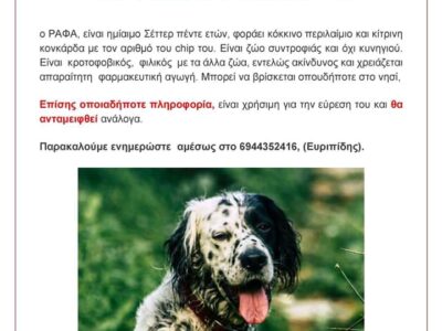Χάθηκε ο Ράφα ,ημίαιμο σεττερ Τηνος Σκύλος- Τήνος