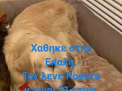 🔴ΨΑΧΝΟΥΜΕ τον Ρούντυ🔴 Άνοιξη, Εκάλη. Μπορεί πλέον να είναι οπουδήποτε Σκύλος- Εκάλη