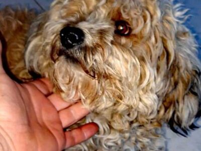 Ψάχνουν για μια οικογένεια!❤️🐕👨‍👩‍👧‍👧 Σκύλος- Χανιά