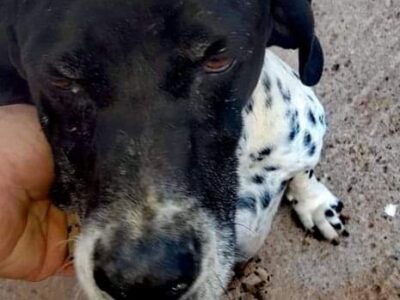 Ψάχνουν για μια οικογένεια!❤️🐕👨‍👩‍👧‍👧 Σκύλος- Χανιά