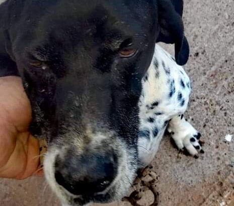 Ψάχνουν για μια οικογένεια!❤️🐕👨‍👩‍👧‍👧 Σκύλος- Χανιά