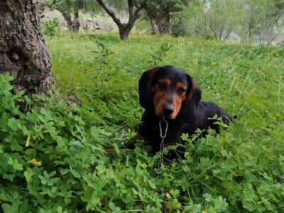 Χάθηκε σκύλος Σκύλος- Γάλιπε Ηράκλειο Κρήτης