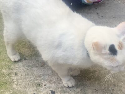 Χάθηκε η γατούλα στο Παγκράτι φορούσε μαύρο λουράκι στο λαιμό Γάτα- Αθήνα