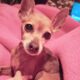 Χάθηκε/κλάπηκε η σκυλίτσα ράτσας pinscher ηλικίας 14 ετών με προβλήματα υγείας..Ακούει στο όνομα ΛΑΛΕ’. Σκύλος- Νέα Σμύρνη