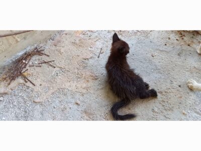 Χανιά παραπληγικό γατάκι χρήζει άμεσης βοήθειας Γάτα- Χανιά
