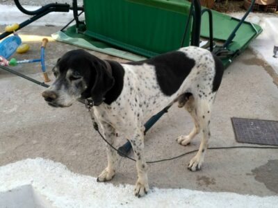 Χάθηκε ηλικιωμένο ποιντερ 13 ετών από Μαρκόπουλο Αττικής Σκύλος- Μαρκόπουλο Μεσογαίας