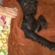 Χάσαμε το σκυλάκι μας🐕  Σκύλος- Ίλιον