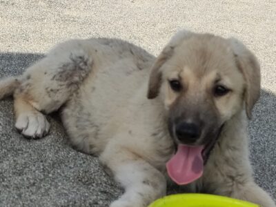 Χάθηκε κουτάβι ημίαιμο τσοπανόσκυλο Σκύλος- Περιοχή Τυρνάβου