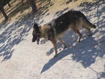 Χάθηκε η Νικόλ 🐕 λυκόσκυλο θηλυκό Σκύλος- Αχαρνές