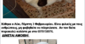 Χάθηκε Σκύλος από Πετρούπολη