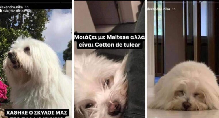 Χάθηκε σκύλος 🐕 Σκύλος- Ψυχικό