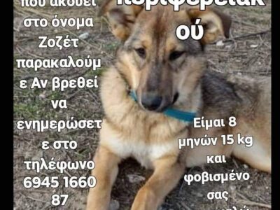 Χάθηκε σκυλάκι ράτσας λυκόσκυλο στο Λιμένα της Θάσου Σκύλος- Λιμένας Θάσου