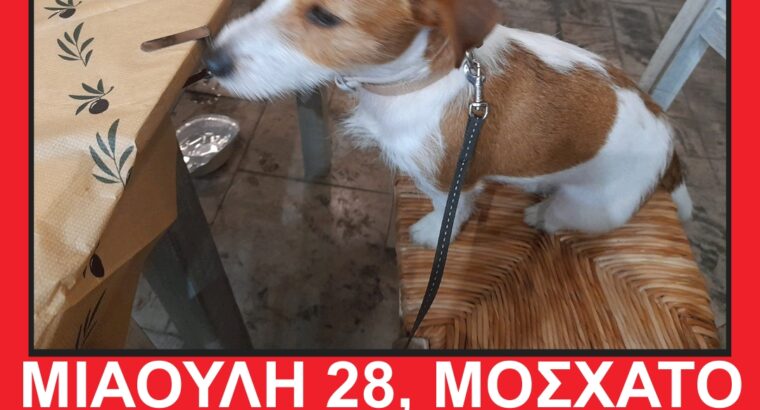 Χάθηκε Σκυλάκι Τζακ Ρασελ στο Μοσχάτο – Μοσχάτο