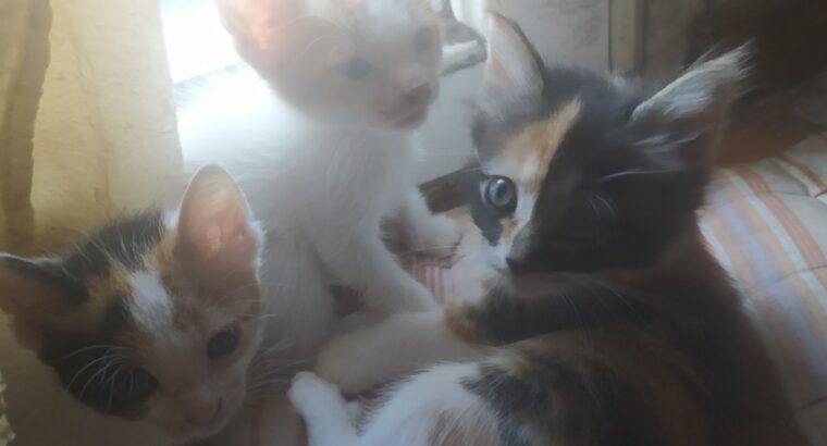 Γατακια χαρίζονται Γάτα- Θεσσαλονίκη