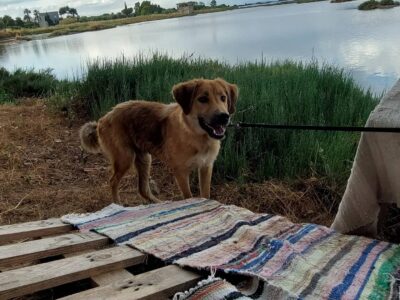 Χαρίζεται μεσαίο σκυλάκι 🐕 Σκύλος- Αγρίνιο