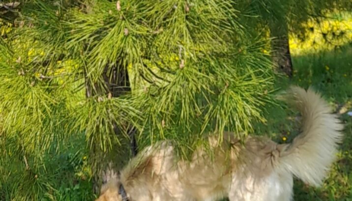 Χαρίζεται αρσενικός σκύλος 1,5 χρονών – Ωραιόκαστρο
