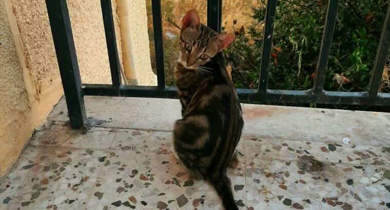 Η Bella και η Lucy ψάχνουν σπίτι Γάτα- Βραχάτι Κορινθίας
