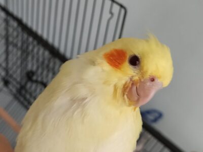 ΧΑΘΗΚΕ COCKATIEL Πτηνό- Καλλιθέα