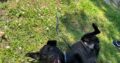 Δίνεται προς υιοθεσία ημίαιμο Ντάτσχουντ (Dachshund), 10 μηνών Σκύλος- Kalamaria