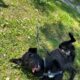 Δίνεται προς υιοθεσία ημίαιμο Ντάτσχουντ (Dachshund), 10 μηνών Σκύλος- Kalamaria