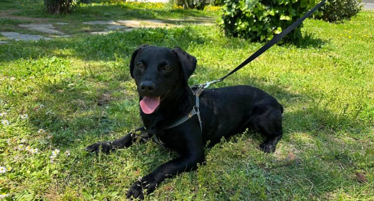 Δίνεται προς υιοθεσία ημίαιμο Ντάτσχουντ (Dachshund), 10 μηνών Σκύλος- Kalamaria