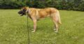 Προς υιοθεσια Anatolian Shepherd (Kangal) Σκύλος- Χορτιάτης