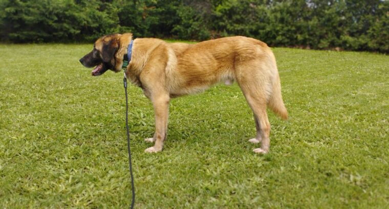 Προς υιοθεσια Anatolian Shepherd (Kangal) Σκύλος- Χορτιάτης