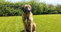 Προς υιοθεσια Anatolian Shepherd (Kangal) Σκύλος- Χορτιάτης