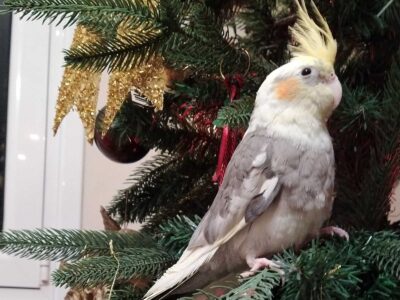 Cockatiel Πτηνό- Πέραμα