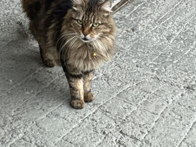 Το ψάχνει κάποιος?? Περιοχή Καματερό, οδός Φερρών, εμφανίστηκε πριν από 5 μέρες περίπου!! Γάτα- Καματερό