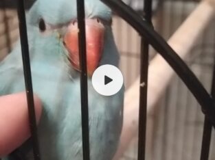 ΧΑΘΗΚΕ ΠΑΠΑΓΑΛΟΣ RINGNECK ΜΠΛΕ Πτηνό- Μιαούλη 66
