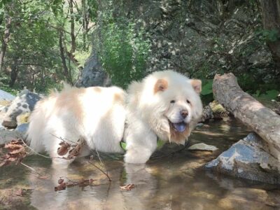 Χαρίζεται αρσενικό chow chow Σκύλος- Φάληρο